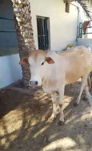 ثيران صوماليه