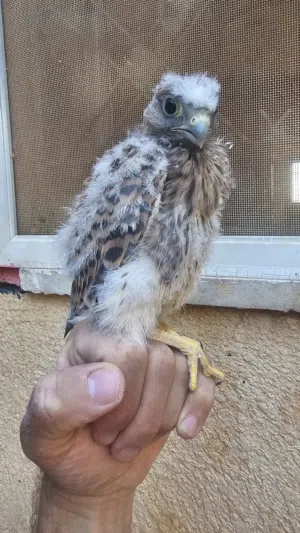 فراخ باش،ق للبيع