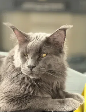 Giant Mainecoon ماين كوون بيور ذكر وحجم عملاق