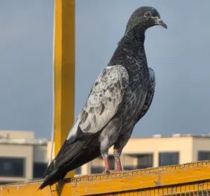 Peer Al Jillani
