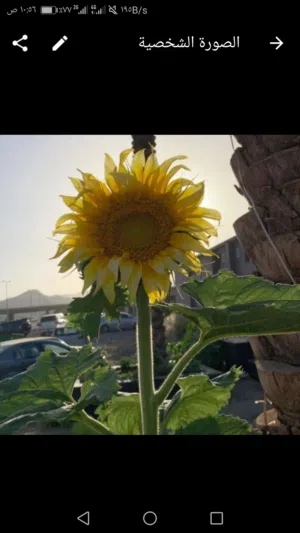 بسمـــة 