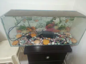 حوض سمك مرتب للبيع