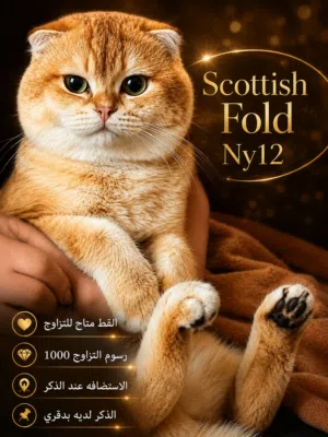 سكوتش فولد ny12 للتزاوج
