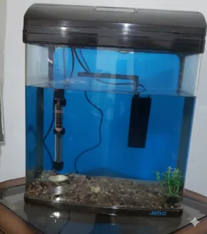 حوض سمك أجنبي