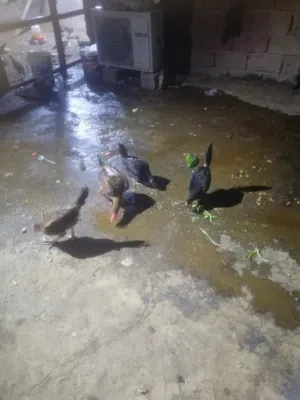 دجاج عرب للبيع