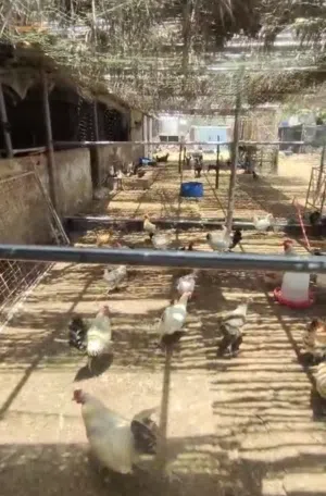 مشروع دواجن عمانيه بياضه وعدد اثنين فقاسه