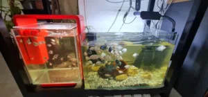 Aquarium fishes and Aquarium