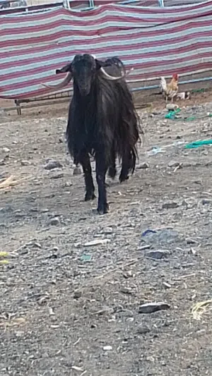 تيس من حلال بني سعيد اسود كامل مد و شور راهي فحل حار و صخلة حمراء كامل فل سمنه ماشاء الله تبارك الله