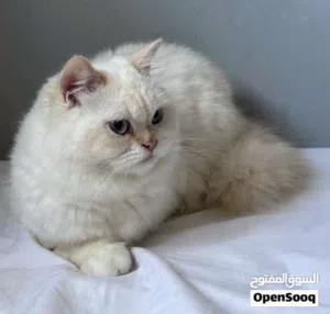 الأم مع أربعة كيتنز