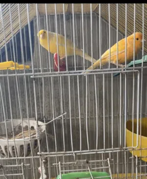 عصافير  وكنار وحب