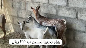 أغنام للبيع كل شي بسعره