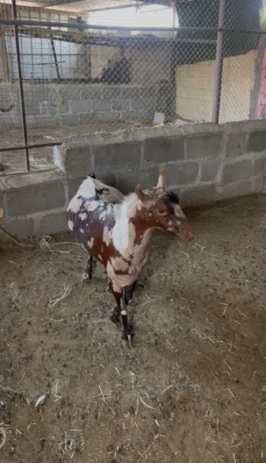 للبيع فحل من حلال صلاله