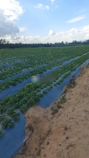 Farm . 63000 m2 . Agent4