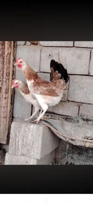 يوجد بيض دجاج كويتي دندراوي