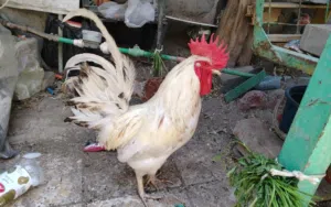 ديك بالغ عربي محلي ابيض نشط ثقيل الوزن