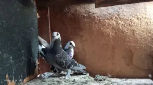 4 قصوص شغالين وتقليب محترم