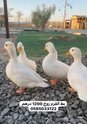 للبيع طيور نوادر لمحمية