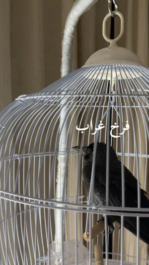فرخ غراب عس