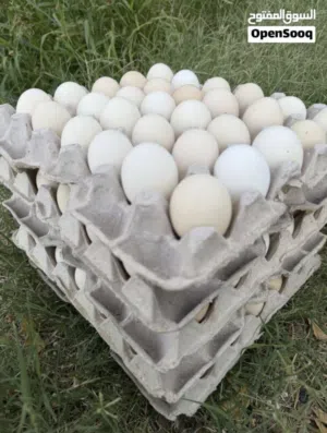 يوجد لدي بيض الدار اللي لة خاطر يتواصل معي