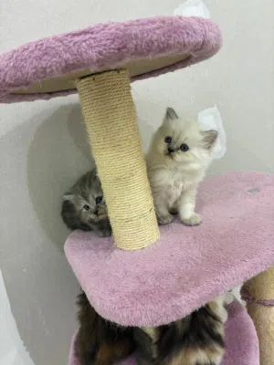 مكس شيرازي رغدول