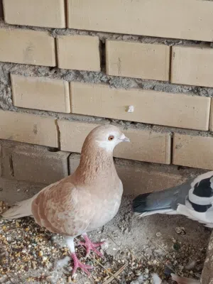 زواجل الوان مميزه وجميله جدا ومضمونات من كلشي