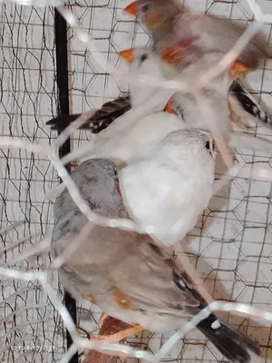 Birds1