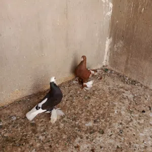 حمام للبيع