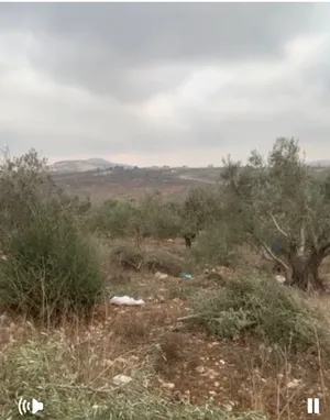 ‏الاستخدام المتعدد ‏.‏ 4 دونم ‏.‏ المالك‏0