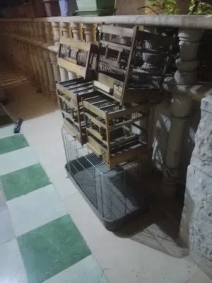 4 قفاس حسون وقفص كبير للبيع  الكوم كامل الموقع ماركا الجنوبية الحزام