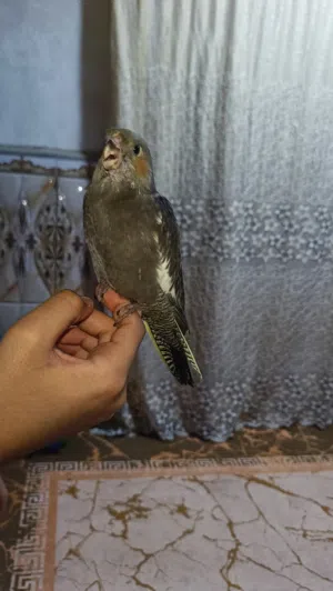 متاح اليف طينة عمره شهرين