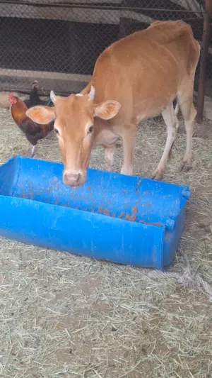 للبيع عجله محليه مال دار حلوه ماشاءالله تبارك الرحمان