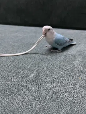 فرخ روز اليف مفطوم