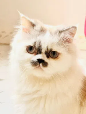 قطه إنتى للبيع العمر.. سنة 7شهور الله يبارك حجمها القطه