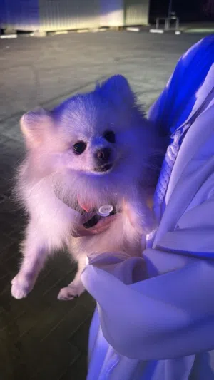 كلب انثى بومرينيان