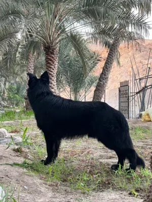 ذكر جيرمن بلاك وارك لاين لونج هير