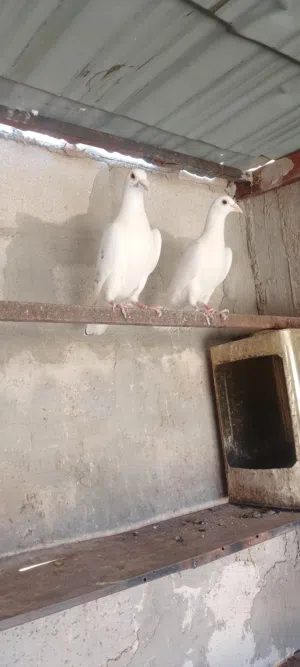 جوز زواجل ابيض شغال