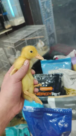 بط بلدي اسبوعين العمر