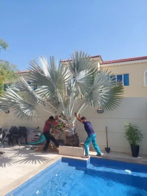 Bismarckia Palm _ نخلة بسمارك