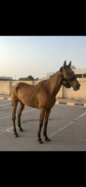 فرس عربيه للبيع