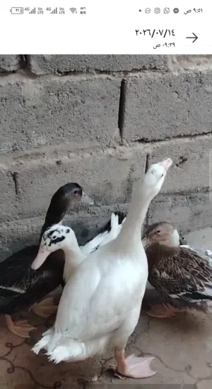 بطه وثلاث بشأت