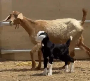 شاه مع ولدها