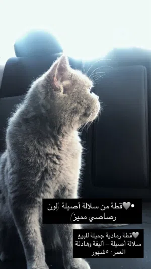 قطه جميله وهاديه