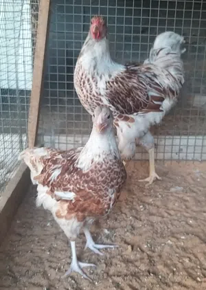 كوبية وان دوت بركاني