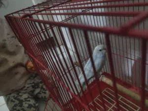 طير زينة لون ازرق بصحة جيدة صغير