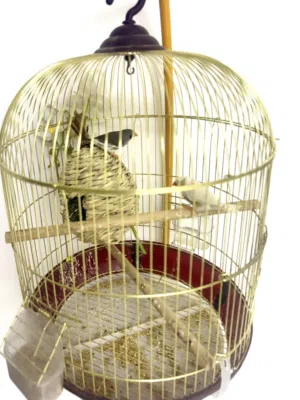 Finches pair with cage