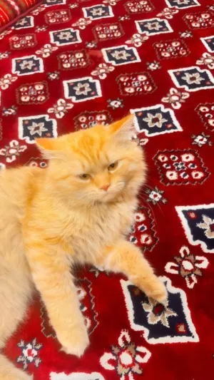 قط شيرازي لون برتقالي