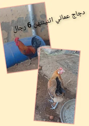 دجاج للي البيع ولا يوجد خدمة توصيل