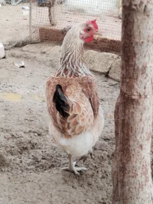 يالله متاح دجاجه دندراوي لون تمري  الدجاجه بياضه  المكان الشافي