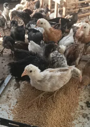 دجاج محلي للتربية