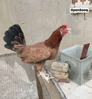 دجاجه مطوكه كريمي كويتيه بياضه